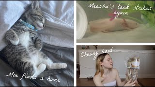 BUSY PET VLOG #01 | Moe gets adopted, Chewy Haul, and more!