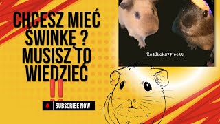 CO MUSISZ WIEDZIEĆ ZANIM ZDECYDUJESZ SIĘ NA ŚWINKĘ| WAŻNE INFORMACJE‼️