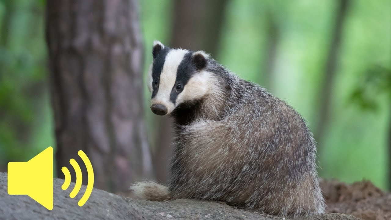 What Does A Badger Sound Like Animal Sounds Youtube