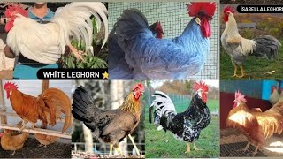 Information about the LEGHORN chicken breed / leghorn breed / chicken that lays the most eggs #eggs