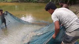 পুকুরে মাছ চাষ | রুই, সরপুঁটি, বাটা মাছ | মাছের পোনা ছাড়ার প্রক্রিয়া | KAZI's AGRO Project