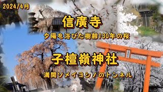 長野県上田市武石の桜『信廣寺』『子檀嶺神社』2024