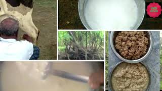 சீம்பால்/ Village style  seempaal recipe in Tamil//how to make colostrum milk recipe