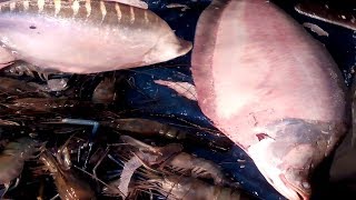 3.5Kg Scalp fish cutting (Bangladeshi chitol fish) ! Fish market dhaka bangladesh