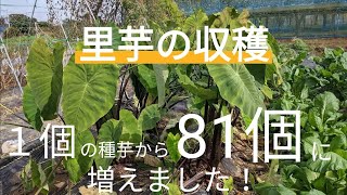 里芋を収穫しました！【１株から８１個】【マルチ栽培】【土垂】2021年10月31日