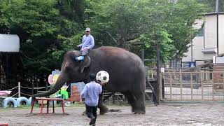 ぞうさんショー　サッカー⚽　市原ぞうの国