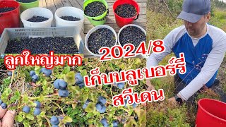 ดกและลูกใหญ่มาก ..บลูเบอร์รี่ป่าสวีเดน2024/08