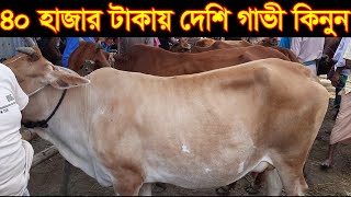 মাত্র ৪০ হাজার টাকায় দেশি গাভী কিনুন নারায়নগঞ্জের বিখ্যাত বিশনন্দী গরুর হাট থেকে।  গাভীর দাম জানুন