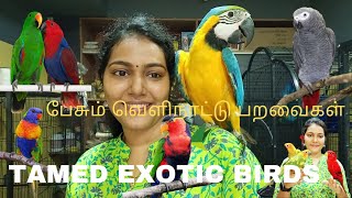 TAMED EXOTIC BIRDS |  பேசும் வெளிநாட்டு பறவைகள் | BIRDS FOR SALES | MUFASA PET SHOP | CHENNAI