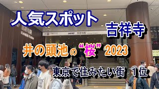 井の頭池の桜　吉祥寺　お花見2023年春　井の頭公園