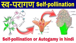 स्व-परागण(Self-pollination or autogamy), Advantages and Disadvantages of Self pollination,