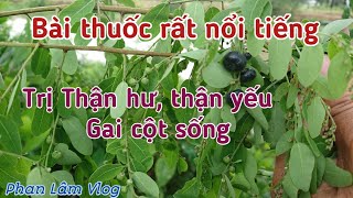 Bài thuốc trị Thận hư thận yếu , Gai cột sống rất nổi tiếng.