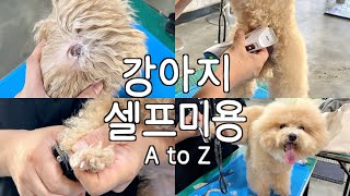 강아지 위생미용 쉽게배워요✂️ 셀프미용 이거 하나면 끝 ! (귀청소, 발톱깍기, 클리퍼 사용법, 항문낭짜기 등)