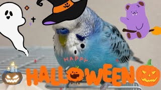 🎃Happy Halloween🎃　セキセイインコが仮装してみた！【仮装】【コスプレ】【ハロウィン】