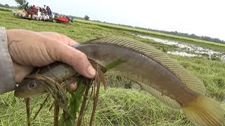 Bắt cá rô cá lóc mùa gặt lúa ở Miền tây kết quả bội thu không ngờ |Fishing VIETNAM