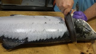 How To Fillet a Whole Salmon   How To Make Sushi Series