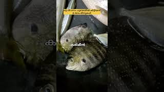 ചൂണ്ടയിൽ കിട്ടിയത് 8 തരം മീനുകൾ #viralvideo #trending #shorts #fishing#youtubeshorts #reels#ytshorts