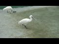 African Spoonbills at Banham zoo