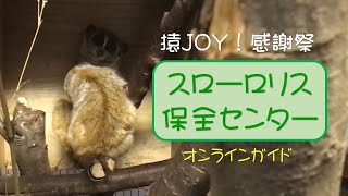 猿JOY！感謝祭 　非公開施設オンラインガイド　スローロリス保全センター編