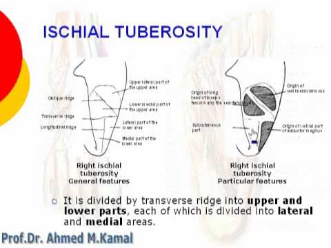 Ischial Tuberosity Muscles