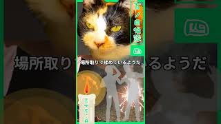 【百物語】【猫が語る不思議な話】【猫動画】百ノ目怪談その四　五十五こ目『花火大会』