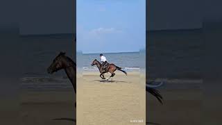 고창해변승마클럽에서 가장 노익자믈 과시하는 80세 넘은 청년^^#horse #고창가볼만한곳 #해변승마#