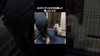 絶叫するポメラニアン