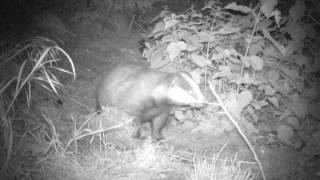 BADGERS MAY 2017