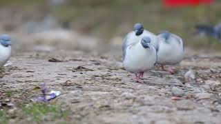 雪鸽 Snow Pigeon  Columba leuconota