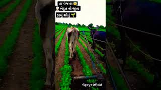 ||👳🏻🌱🥜ખેડૂત નુ સોનું કેવી રીતે થાય હાલો જોયે||#ખેડૂત #ખેડુત #બળદ #ખેડૂતભાઈ#ગામડું