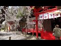 【満開】福島県いわき市　小川諏訪神社　シダレザクラ　2021年 3月31日撮影　4k japan cherry blossom spots　fukushima