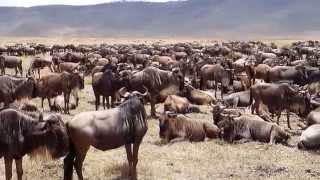 Gnus in theJourney Ngorongoro, Serengeti Manyara