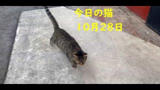 今日の猫　10月28日