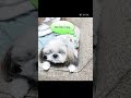 シーズー犬　かのん10歳の日常♥マッサージをねだる。