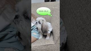 シーズー犬　かのん10歳の日常♥マッサージをねだる。