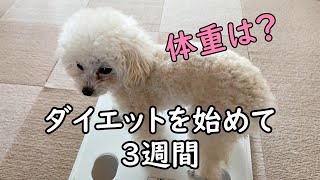 ダイエット開始から3週間経った犬の体重は？