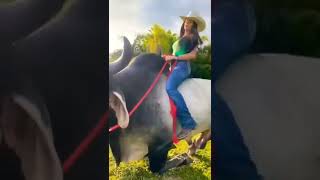 Bull Riding #pets #animals