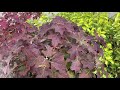 gatsby pink fall color garden crossings