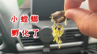 100 little mantis hatched in my car! I also accidentally found an aromia bungii