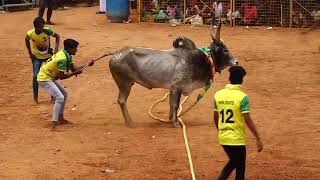 கரியாங்குடி காளியம்மன் துணையோடு RV பிரதர்ஸ் காளை | கண்டிப்பட்டி நெத்திக்கு நெத்தி நண்பர்கள் குழு