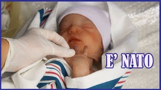 ellis grey bambole reborn