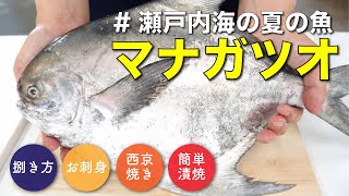 【マナガツオ】初めてマナガツオを捌いてみた！刺身〜西京焼き〜アレンジ簡単漬け焼き！｜ウミダス公式