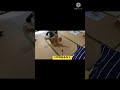 へびのおもちゃで猫がビックリするやつやってみた結果…。part1 shorts 猫動画 猫