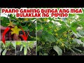 Paano mag-Pollinate ng Cucumber para Dumami ang Bunga - Panoorin