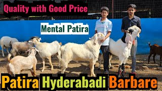 Mental Patira, Hyderabadi,  Barbare Goats for sale at 3A Goat Farm.