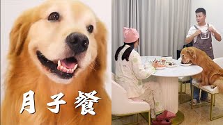 生活中各種各樣小插曲總是來的猝不及防，往往正是這份突如其來的歡笑，組成了我們簡單的幸福。#金毛路虎