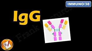 IgG: Structure, Properties and Functions (FL-Immuno/38)
