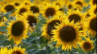 beautiful sunflower 4K