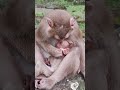 Amazing Mom and baby so cute-love❤️😘sa1 #shorts #animals #viral #shortsvideo #monkey #babymonkey