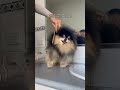 how i brush my pomeranian 🤗 dog pomeranian